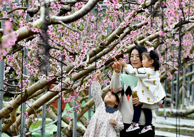 입춘 지나자 꽃망을 터트린 복사꽃