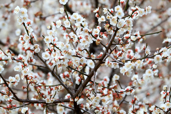 제주 매화 만개…‘봄이 성큼’