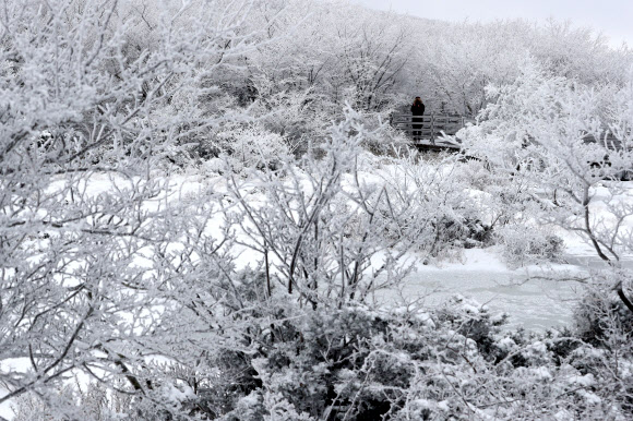 한라산 1100고지 습지 설경