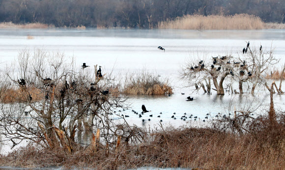 강원지역 아침 최저 기온이 영하 18도가량 떨어진 18일 오전 강원 춘천시 소양강의 고사목에서 가마우지 무리가 추위를 피하고 있다. 기상청은 이날 낮부터 강원지역이 평년 수준 기온을 회복할 것으로 내다봤다. 2020.2.18  연합뉴스