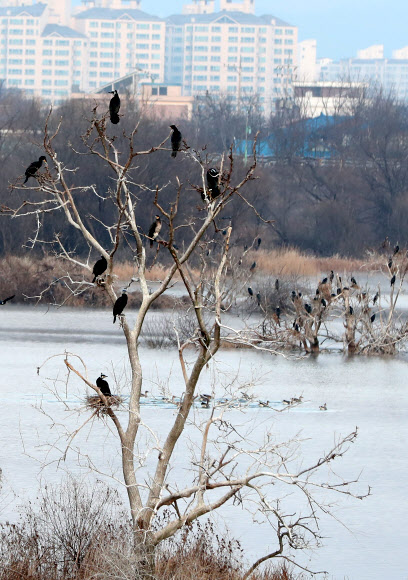 강원지역 아침 최저 기온이 영하 18도가량 떨어진 18일 오전 강원 춘천시 소양강의 고사목에서 가마우지 무리가 추위를 피하고 있다. 기상청은 이날 낮부터 강원지역이 평년 수준 기온을 회복할 것으로 내다봤다. 2020.2.18  연합뉴스