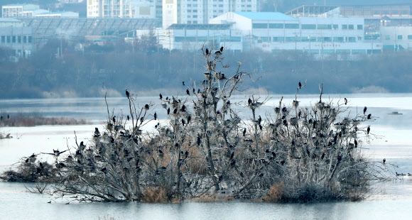 강원지역 아침 최저 기온이 영하 18도가량 떨어진 18일 오전 강원 춘천시 소양강의 고사목에 가마우지 무리가 몰려 추위를 피하고 있다. 기상청은 이날 낮부터 강원지역이 평년 수준 기온을 회복할 것으로 내다봤다. 2020.2.18  연합뉴스