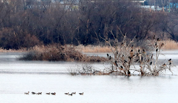강원지역 아침 최저 기온이 영하 18도가량 떨어진 18일 오전 강원 춘천시 소양강의 고사목에서 가마우지 무리가 추위를 피하고 있다. 기상청은 이날 낮부터 강원지역이 평년 수준 기온을 회복할 것으로 내다봤다. 2020.2.18  연합뉴스