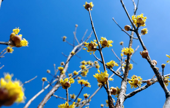 오늘은 우수… 꽃망울 터트린 산수유