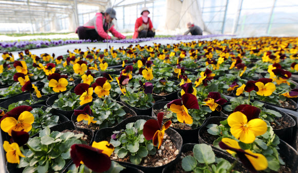 봄기운 완연한 꽃묘장