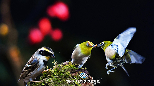 <이달의보도사진상 - nature 우수상> 살기위한 아귀다툼 꿀을 좋아하는 동박새는 이름만 들어도 친근감이 느껴지는 귀여운 새지만 먹이 앞에서는 양보없이 다혈질로 변한다. 지난 23일 천변에서 동박새 한마리가 먹잇감을 입에 문 동료와 다투고 있다. <임정옥기자/ 무등일보/ 한국사진기자협회 - 무단전재 재배포금지>