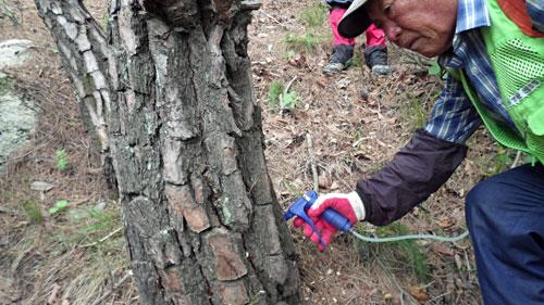 경북지역에서 소나무재선충병이 확산되는 가운데 문화재, 보호수, 경관보전지역의 보존 가치가 높은 소나무에 예방나무주사를 놓고 있다. <br>경북도 제공