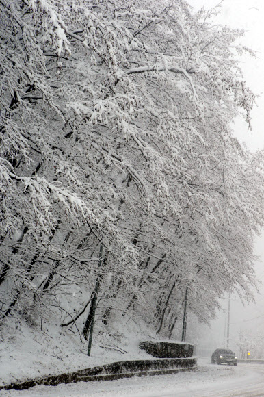 폭설 내린 대관령 오르는 차량