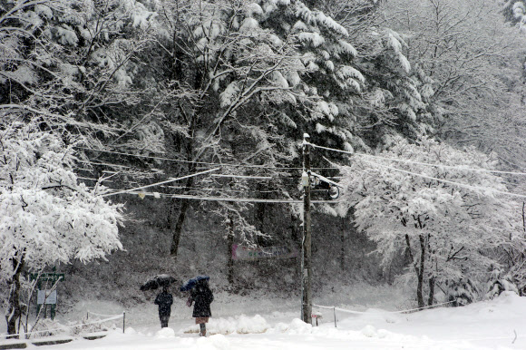 대관령에 펑펑 내리는 눈