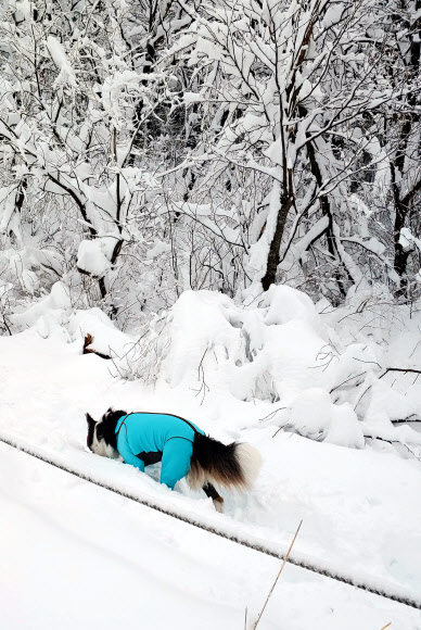 설경 구경 나선 견공