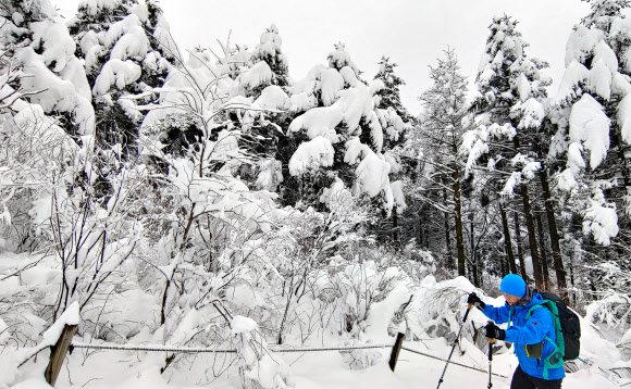 대관령 설경 속으로
