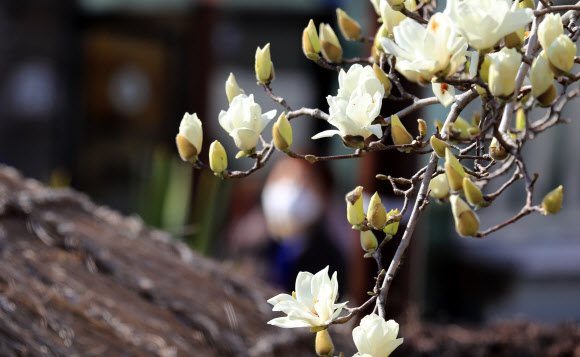 ‘그래도 봄은 왔다’