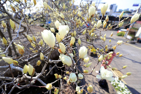 ‘피었다, 목련’