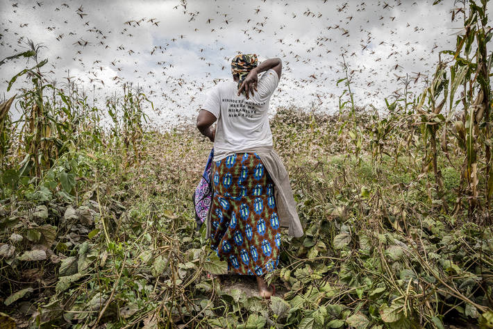 지난해 아프리카에서 시작된 수천억 마리의 메뚜기떼가 남아시아를 강타하면서 중국 대륙을 위협하고 있다. 사진은 아프리카의 한 여성이 거대한 메뚜기떼를 쫓으며 걸어가고 있는 모습. FAO 홈페이지 캡처.