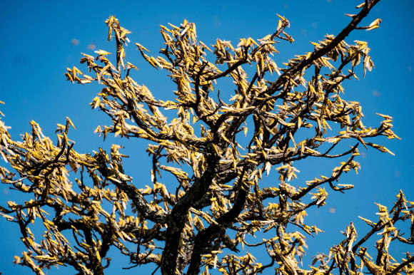 지난 17일 아프리카 우간다 오투크에서 메뚜기떼가 현지 주민들의 식량이자 주수입원인 시어버터나무를 먹어치우며 초토화시키는 모습. 오투크 AFP 연합뉴스