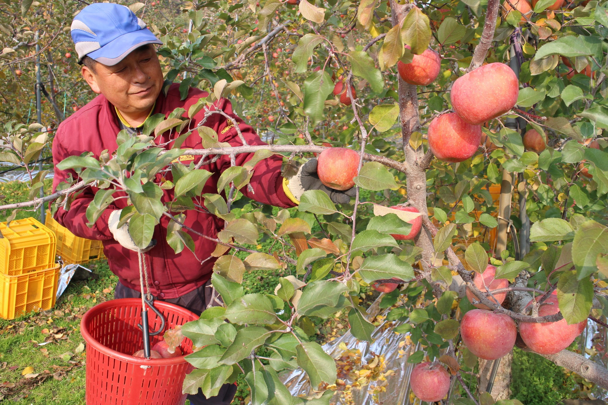 영동군의 한 농민이 사과를 수확하고 있다. 영동군 제공.
