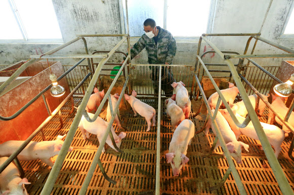 중국에서 아프리카 돼지열병(ASF) 백신 개발에 성공함으로써 백신의 상품화를 통해 대량 접종해 ASF 사태가 크게 완화할 것이라는 기대감이 높아지고 있다. 지난 21일 중국 쓰촨성 쑤이닝의 한 양돈장에서 한 남성이 새끼 돼지에 먹이를 주고 있다. 쑤이닝 EPA 연합뉴스