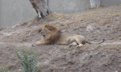 파키스탄 라호르 사파리 동물원의 사자 [연합]
