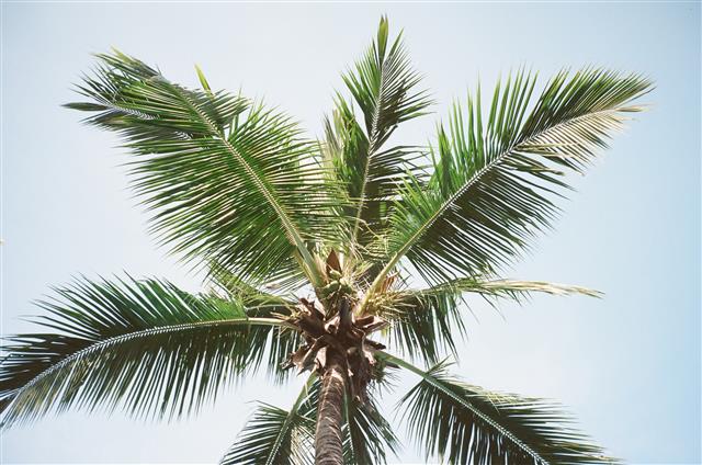 에세이 ‘조금 괴로운 당신에게 식물을 추천합니다’에는 밴드 디어클라우드의 베이시스트이자 식물 애호가인 임이랑이 직접 키우거나 만난 식물들의 사진이 등장한다. 코타키나발루 가야섬에서 만난 대형 야자나무. 바다출판사 제공