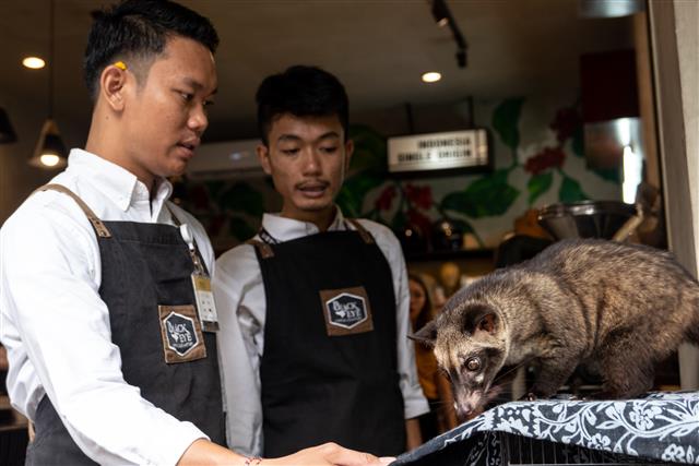 인도네시아 발리의 명물 루왁 커피. 지속가능성을 바탕으로 사육 대신 야생 사향고양이를 이용한 농가들도 점차 늘고 있다.