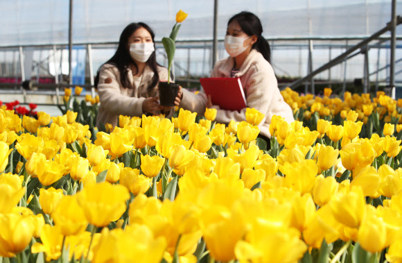 경칩인 5일 오전 경기도 용인시 에버랜드 초화지소에서 직원들이 피어나기 시작한 튤립을 살펴보고 있다. 2020.3.5  연합뉴스