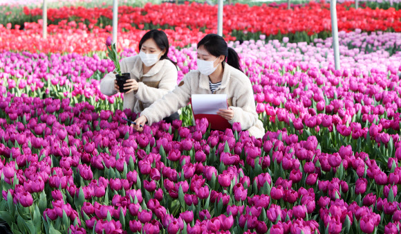 경칩인 5일 오전 경기도 용인시 에버랜드 초화지소에서 직원들이 피어나기 시작한 튤립을 살펴보고 있다. 2020.3.5  연합뉴스