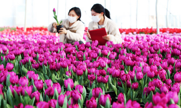 경칩인 5일 오전 경기도 용인시 에버랜드 초화지소에서 직원들이 피어나기 시작한 튤립을 살펴보고 있다. 2020.3.5  연합뉴스