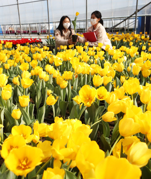 경칩인 5일 오전 경기도 용인시 에버랜드 초화지소에서 직원들이 피어나기 시작한 튤립을 살펴보고 있다. 2020.3.5  연합뉴스