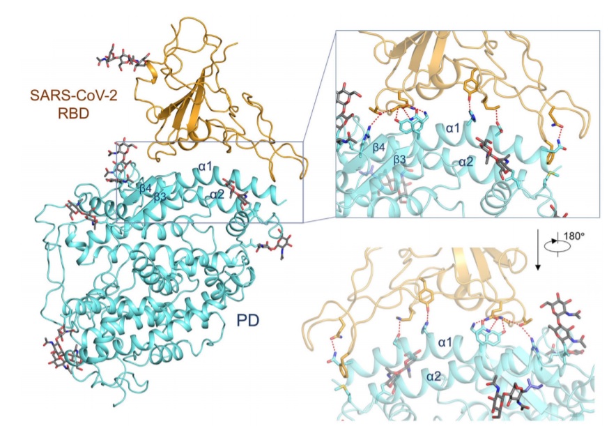 코로나19 바이러스, 스파이크단백질-ACE2 결합 과정