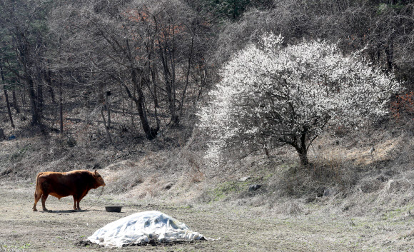 절기상 만물이 겨울잠에서 깨어난다는 경칩인 5일 오후 경남 의령군 한 농가에서 소가 개화한 매화를 바라보고 있다. 2020.3.5  연합뉴스