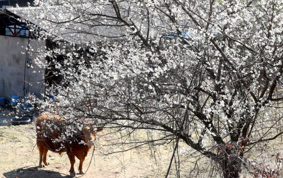 절기상 만물이 겨울잠에서 깨어난다는 경칩인 5일 오후 경남 의령군 한 농가에서 소가 개화한 매화를 바라보고 있다. 2020.3.5  연합뉴스