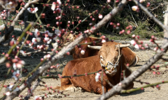 절기상 만물이 겨울잠에서 깨어난다는 경칩인 5일 오후 경남 의령군 한 농가에서 소가 개화하기 시작한 매화를 바라보고 있다. 2020.3.5  연합뉴스