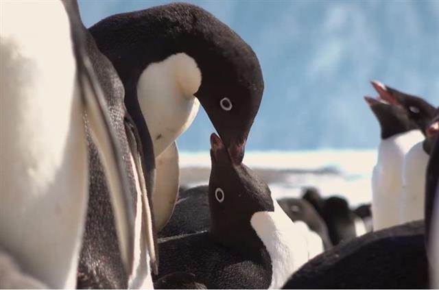 1부 ‘봄날의 전투’에 등장한 남극에서 사는 아델리 펭귄. <br>KBS 제공