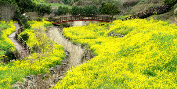 유채꽃 명소로 유명한 제주 서귀포시 엉덩물계곡 일대에 9일 오전 유채꽃이 활짝 피었지만 찾는 이들이 거의 없어 쓸쓸한 모습이다. 2020.3.9  연합뉴스