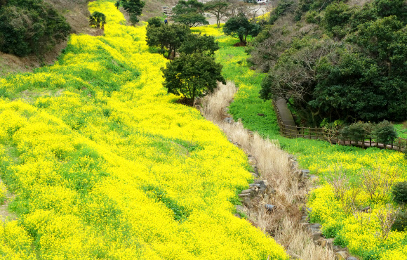 유채꽃 명소로 유명한 제주 서귀포시 엉덩물계곡 일대에 9일 오전 유채꽃이 활짝 피었지만 찾는 이들이 거의 없어 쓸쓸한 모습이다. 2020.3.9  연합뉴스