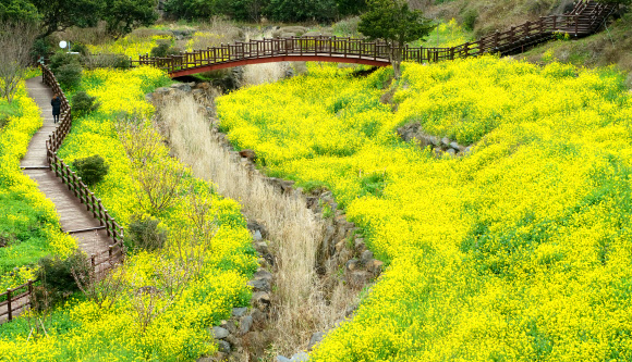 유채꽃 명소로 유명한 제주 서귀포시 엉덩물계곡 일대에 9일 오전 유채꽃이 활짝 피었지만 찾는 이들이 거의 없어 쓸쓸한 모습이다. 2020.3.9  연합뉴스