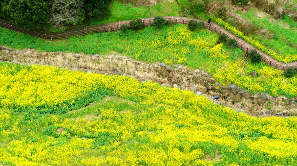 유채꽃 명소로 유명한 제주 서귀포시 엉덩물계곡 일대에 9일 오전 유채꽃이 활짝 피었지만 찾는 이들이 거의 없어 쓸쓸한 모습이다. 2020.3.9  연합뉴스