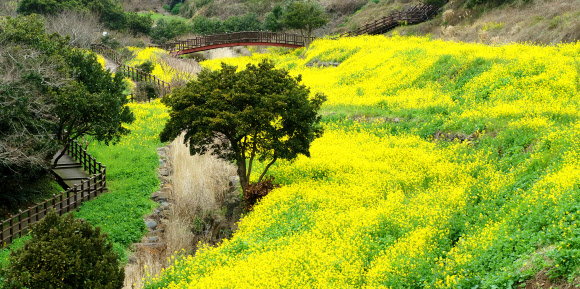 유채꽃 명소로 유명한 제주 서귀포시 엉덩물계곡 일대에 9일 오전 유채꽃이 활짝 피었지만 찾는 이들이 거의 없어 쓸쓸한 모습이다. 2020.3.9  연합뉴스
