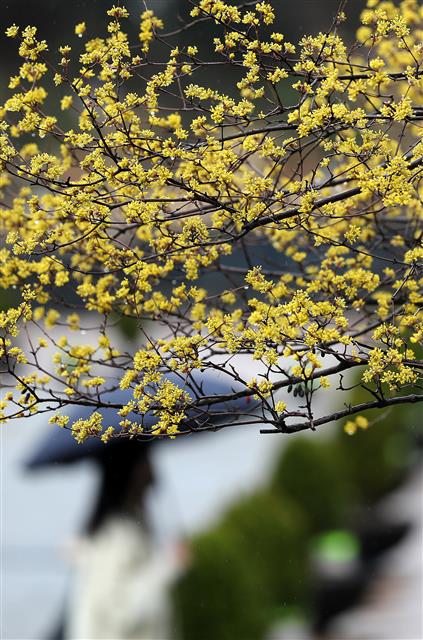 촉촉한 봄비 내리는 오후