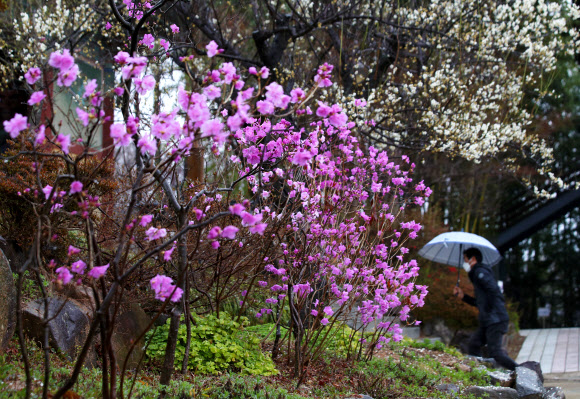 봄비에 젖은 진달래
