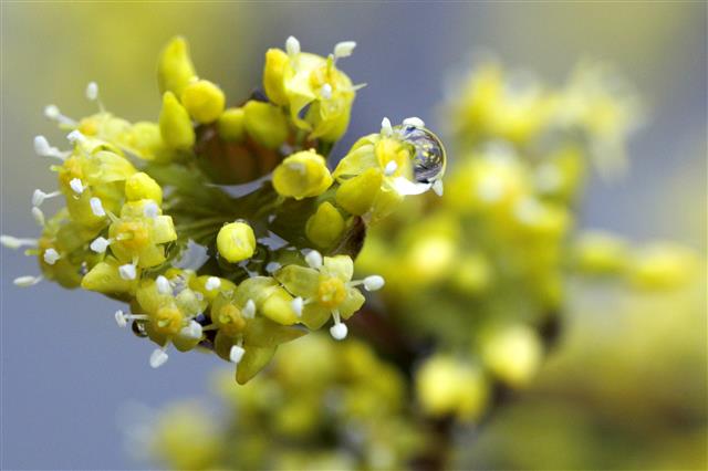 봄비 가득 머금은 산수유