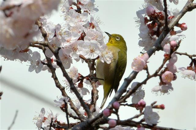 동박새의 봄 노래