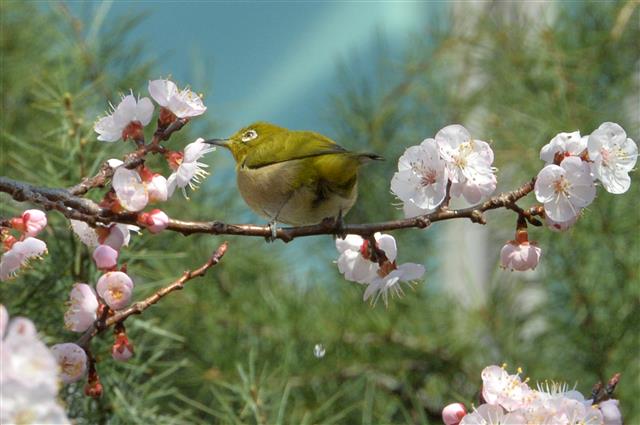 매화꿀 따는 동박새