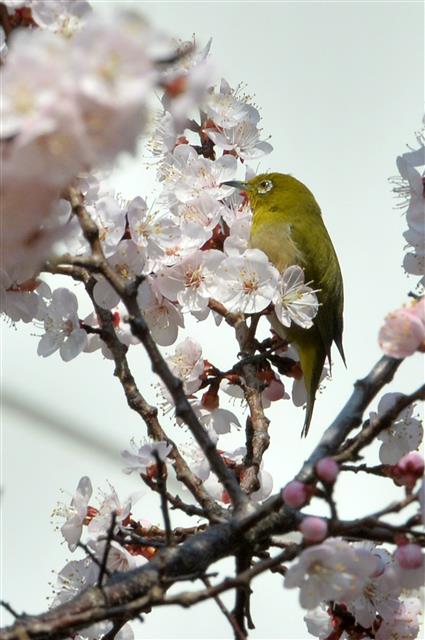 매화향에 취한 동박새