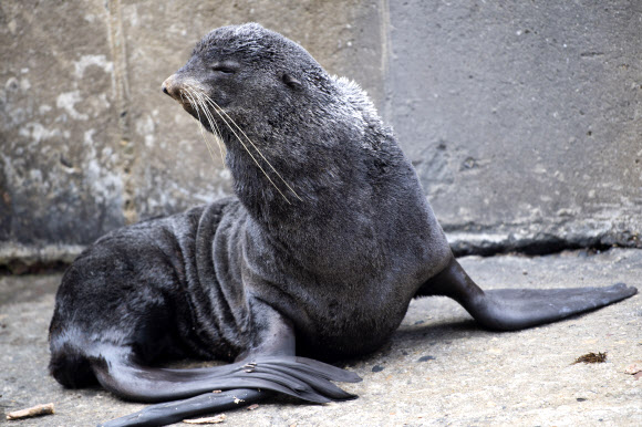 쉬고 있는 물개