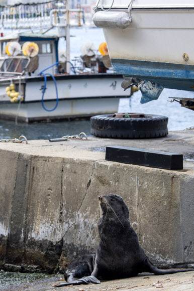 울릉도에 또 나타난 물개