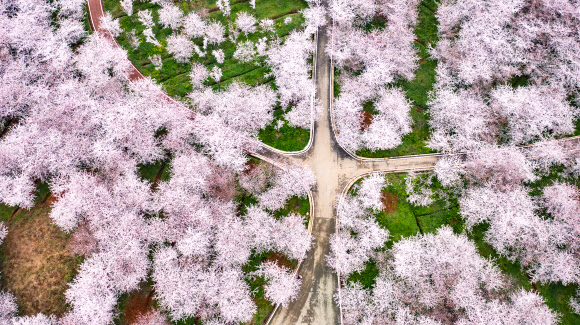 벚꽃이 12일(현지시간) 중국 남서부 구이저우 성 기안신구에서 만발해 장관을 이룬 풍경이 펼쳐지고 있다. 신화 연합뉴스