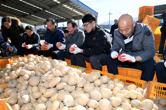 신종 코로나바이러스 감염증(코로나19)로 감자판매에 어려움 겪고 있는 농가를 위해 최문순 강원도지사를 비롯한 강원도 농정국 직원과 한왕기 평창군수, 김진석 도의원 등 150여 명이 14일 평창 진부농협 경제사업소에서 감자 싹 제거작업을 하고 있다. 2020.3.14  평창군 제공