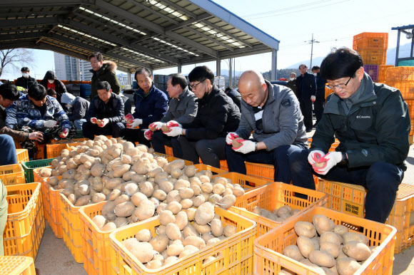 신종 코로나바이러스 감염증(코로나19)로 감자판매에 어려움 겪고 있는 농가를 위해 최문순 강원도지사를 비롯한 강원도 농정국 직원과 한왕기 평창군수, 김진석 도의원 등 150여 명이 14일 평창 진부농협 경제사업소에서 감자 싹 제거작업을 하고 있다. 2020.3.14  평창군 제공
