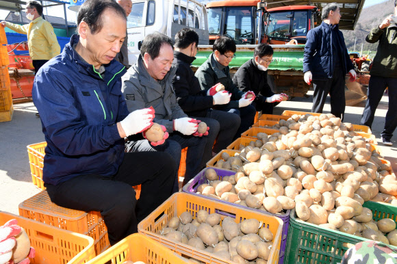 신종 코로나바이러스 감염증(코로나19)로 감자판매에 어려움 겪고 있는 농가를 위해 최문순(맨 왼쪽) 강원도지사를 비롯한 강원도 농정국 직원과 한왕기(왼쪽 두 번째) 평창군수, 김진석 도의원 등 150여 명이 14일 평창 진부농협 경제사업소에서 감자 싹 제거작업을 하고 있다. 2020.3.14  평창군 제공